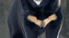 Himalayan belogruda bear